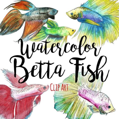 Watercolor Betta Fish by AffordableClipArt