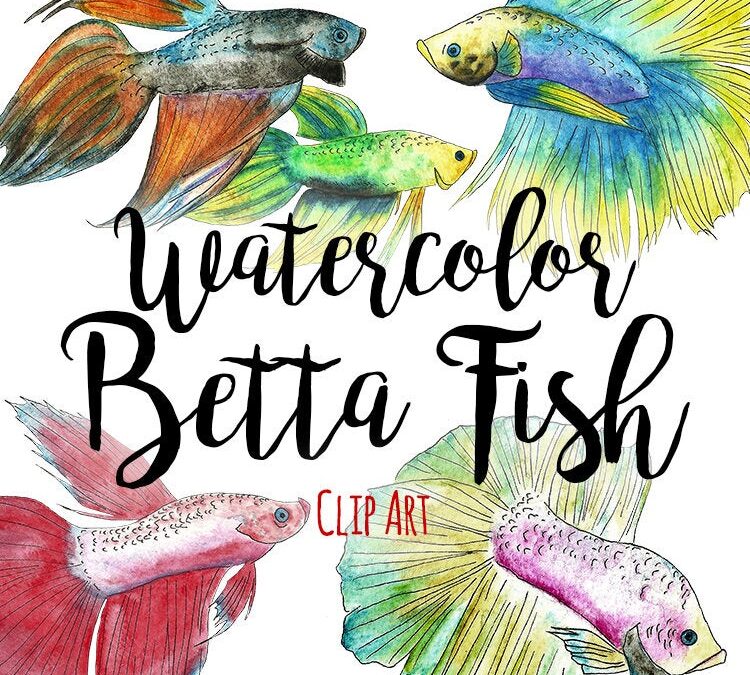 Watercolor Betta Fish by AffordableClipArt