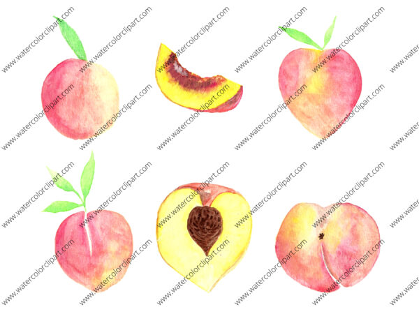 watercolor peaches clip art