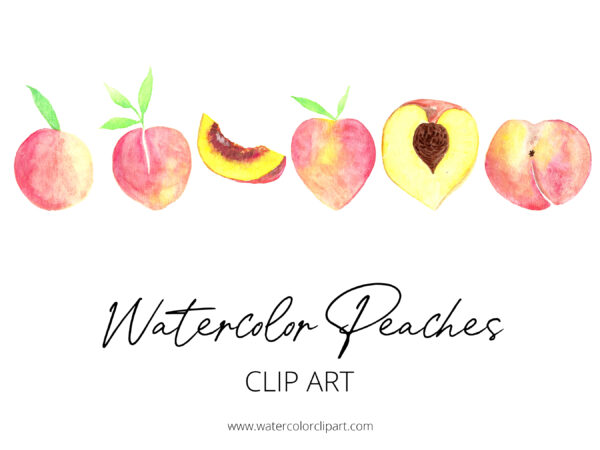 watercolor peaches clip art